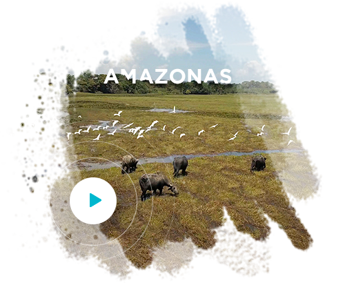 Uma imagem de drone da Amazônia